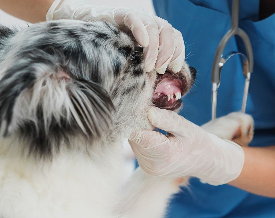 vet dentist checking dog's teeth