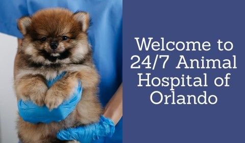 Welcome to 24/7 Animal Hospital of Orlando