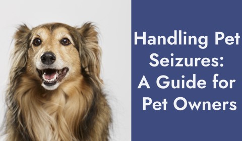 Handling Pet Seizures: A Guide for Pet Owners