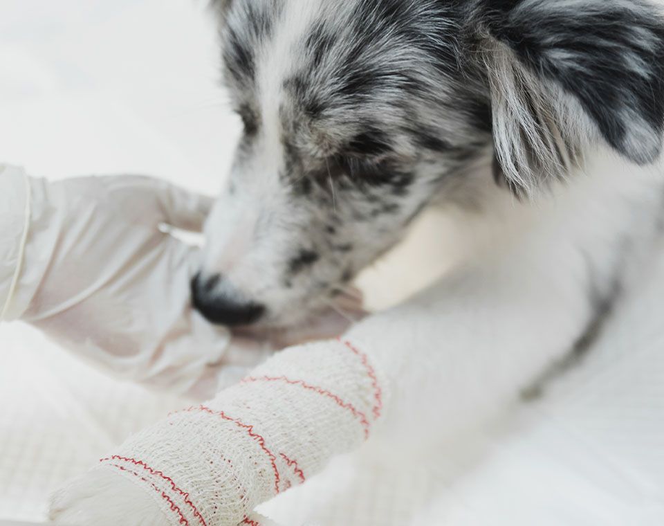 veterinarian applying bandaged to a injured dog