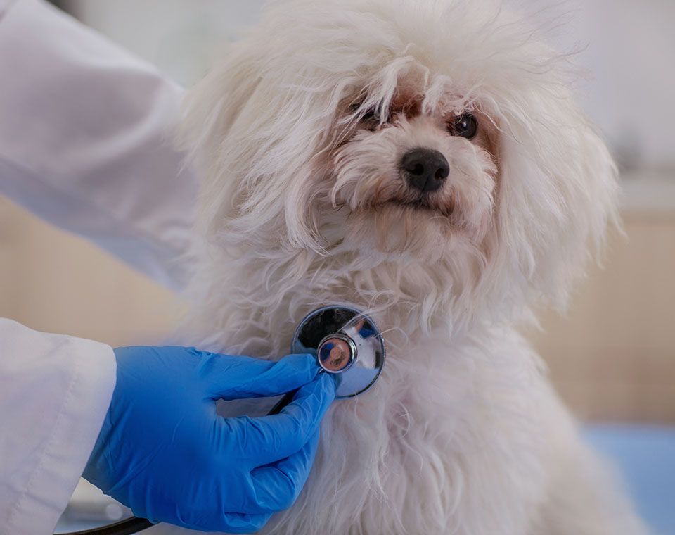 veterinarian examining small dog